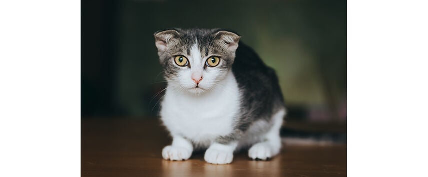 Stopping A Cat's Problem Behaviors